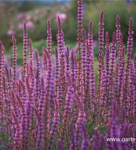 Garten-Blüten-Salbei 'Amethyst'