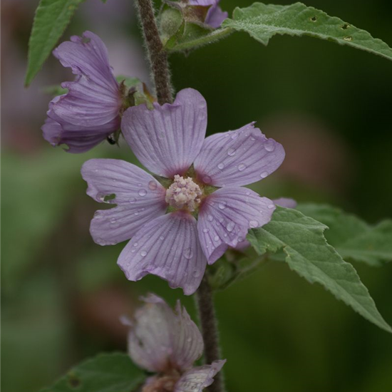 Garten-Busch-Malve 'Lilac Lady'