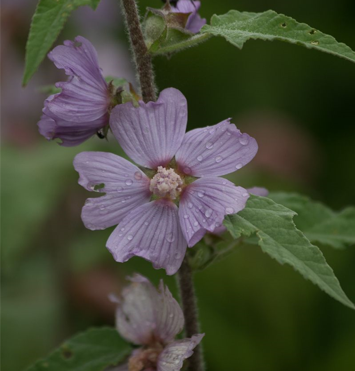 Lavatera x olbia 'Lilac Lady'