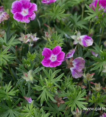 Garten-Blut-Storchschnabel 'Elke'