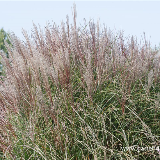 Garten-Chinaschilf 'Kleine Silberspinne'