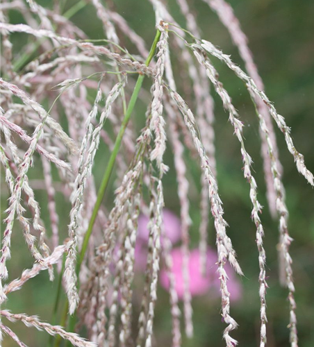 Garten-Chinaschilf 'Champagner'