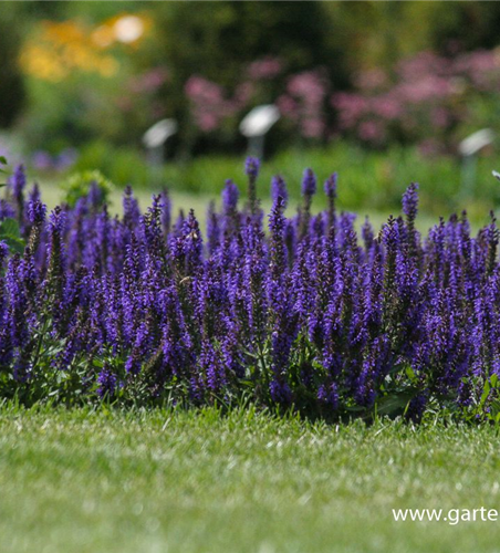 Garten-Blüten-Salbei 'Marcus'®