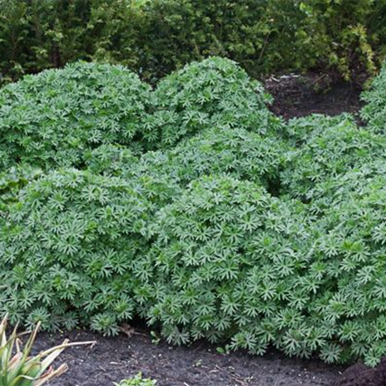 Garten-Blut-Storchschnabel 'Ron Leed'