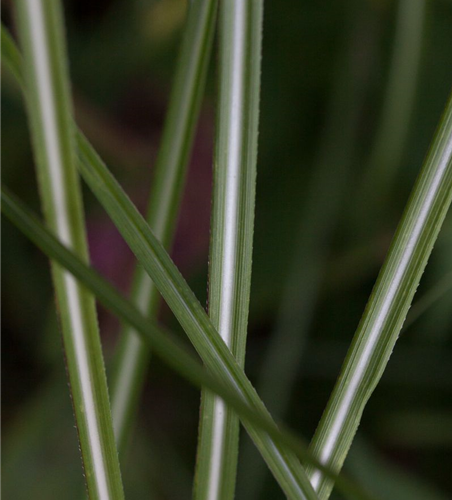 Garten-Chinaschilf 'Federweißer'