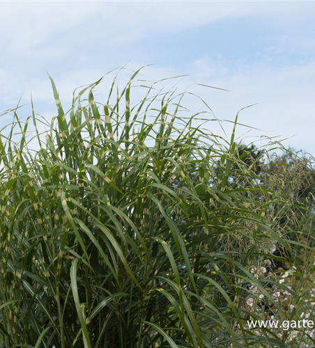 Garten-Chinaschilf 'Giraffe'
