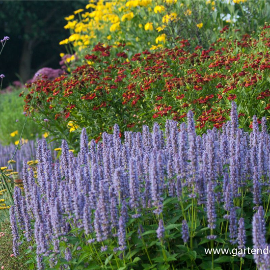 Garten-Duftnessel 'Blue Fortune'