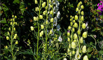 Zum Vergrößern klicken Bildvorschau