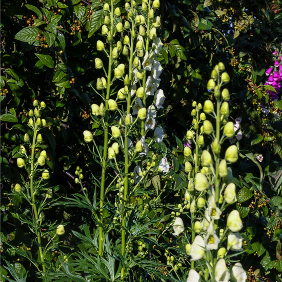 Garten-Eisenhut 'Album'