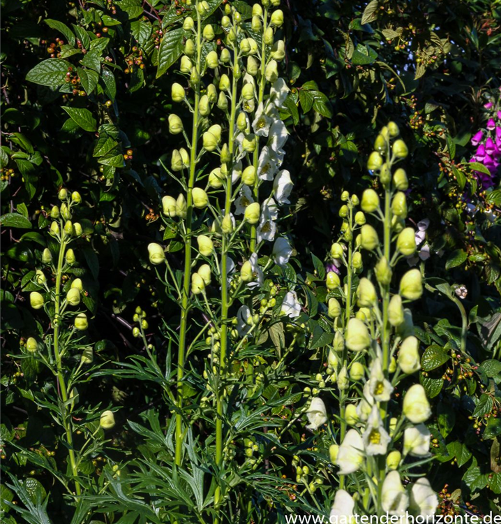 Aconitum napellus 'Album' Aconitum napellus 'Album'