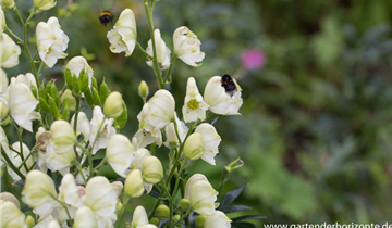 Zum Vergrößern klicken Bildvorschau