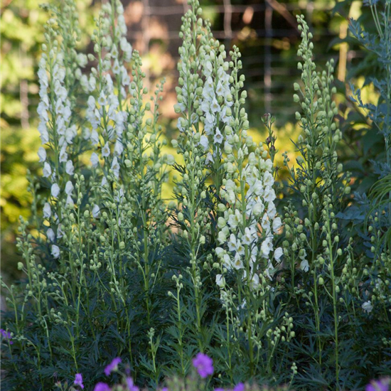 Garten-Eisenhut 'Schnewittchen' Garten-Eisenhut 'Schnewittchen'