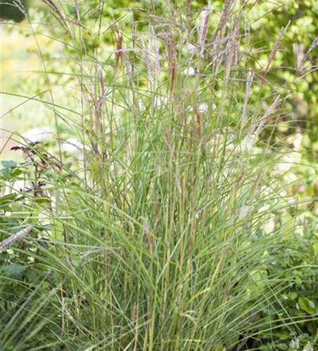 Garten-Chinaschilf 'Kleine Fontäne'