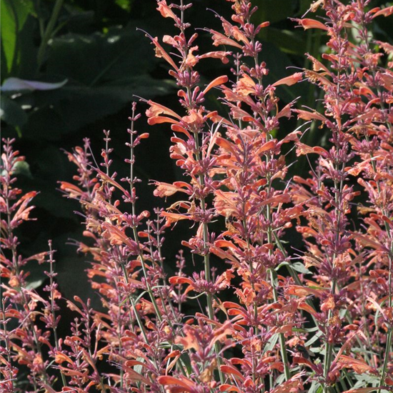 Garten-Duftnessel 'Firebird'