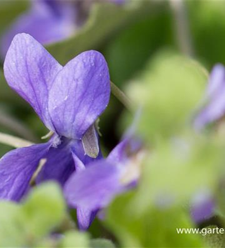 Garten-Duft-Veilchen 'Königin Charlotte'