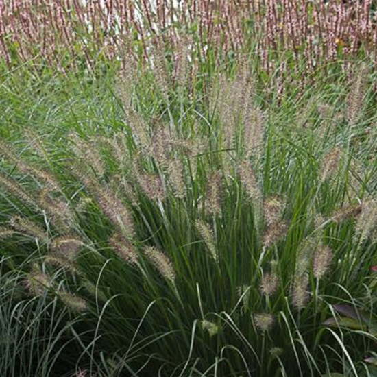 Garten-Federborstengras 'Hameln'