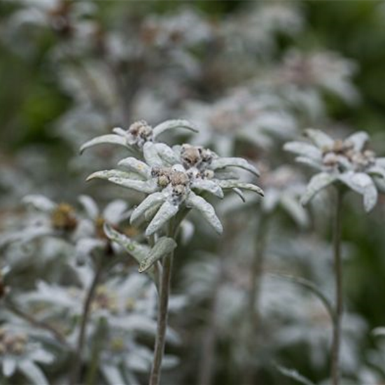 Garten-Edelweiß 'Matterhorn'