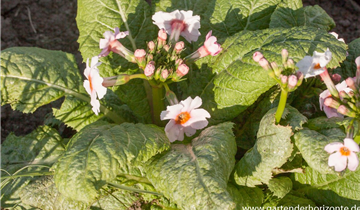 Zum Vergrößern klicken Bildvorschau