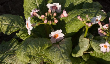 Zum Vergrößern klicken Bildvorschau