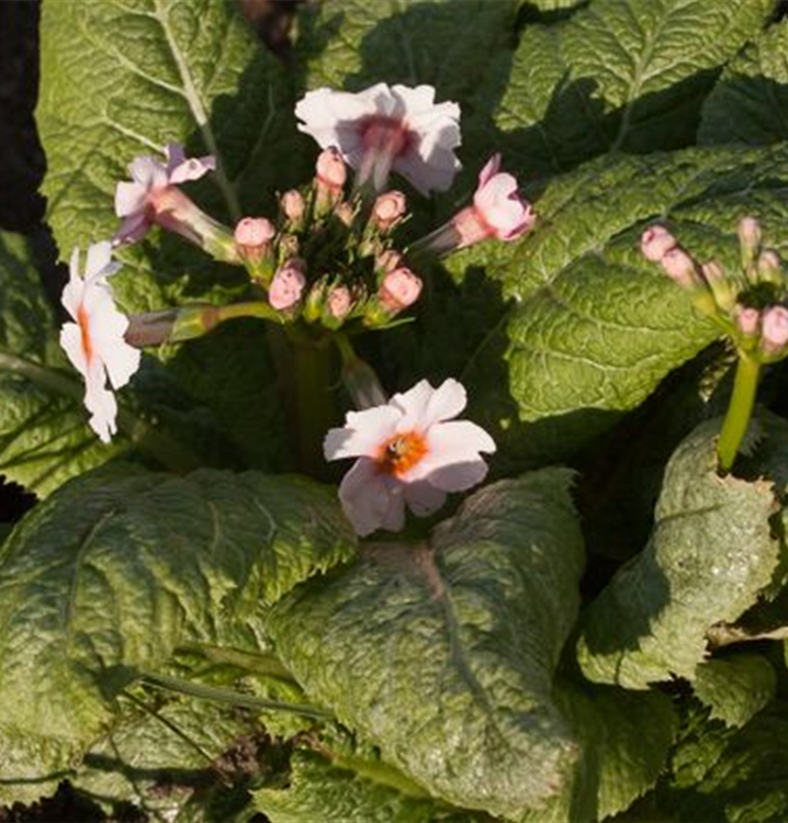 Primula japonica 'Appleblossom' Primula japonica 'Appleblossom'