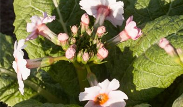 Zum Vergrößern klicken Bildvorschau