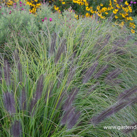 Garten-Federborstengras 'Moudry'