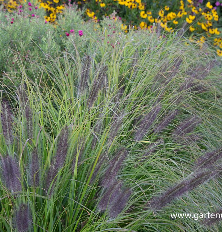 Pennisetum alopecuroides 'Moudry'