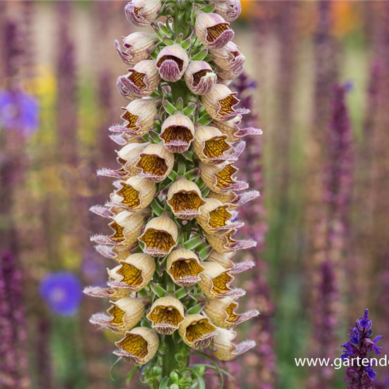 Garten-Fingerhut 'Gelber Herold'