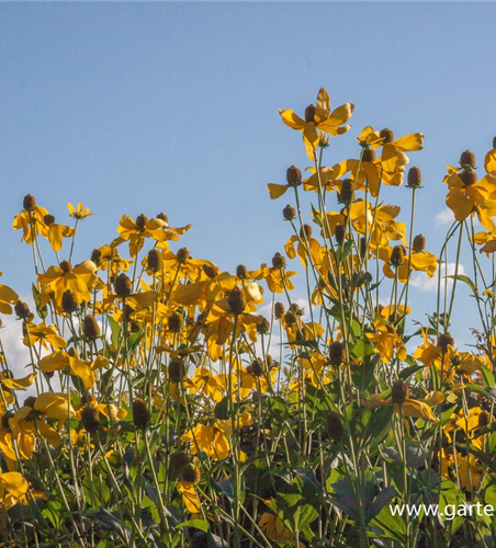 Garten-Fallschirm-Sonnenhut 'Herbstsonne'