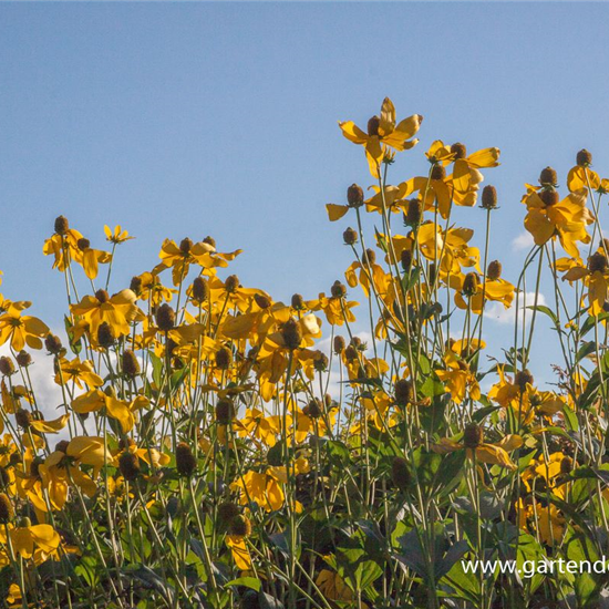 Garten-Fallschirm-Sonnenhut 'Herbstsonne'