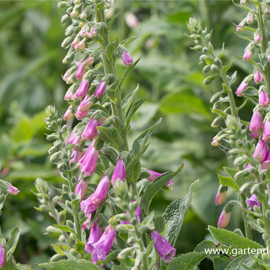 Garten-Fingerhut 'Gloxiniaeflora'