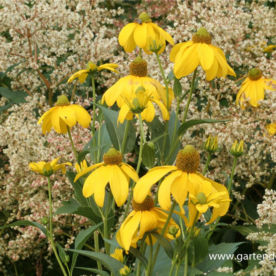 Garten-Fallschirm-Sonnenhut 'Juligold'