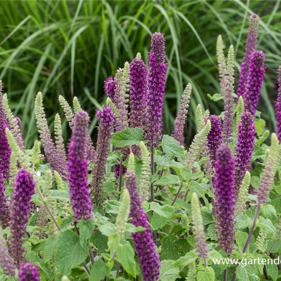 Garten-Gamander 'Purple Tails'