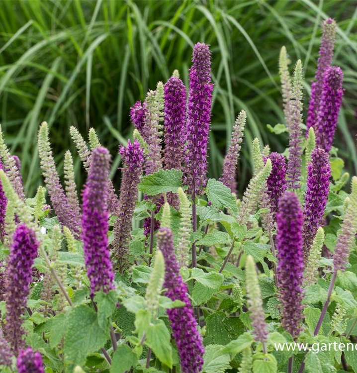 Teucrium hyrcanicum 'Purple Tails'