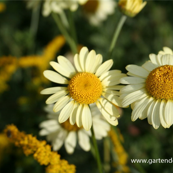 Garten-Färber-Hundskamille 'E.C. Buxton'
