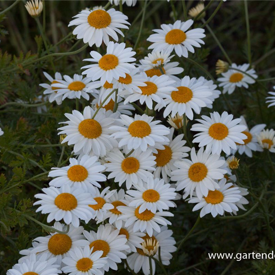 Garten-Färber-Hundskamille 'Tetworth'