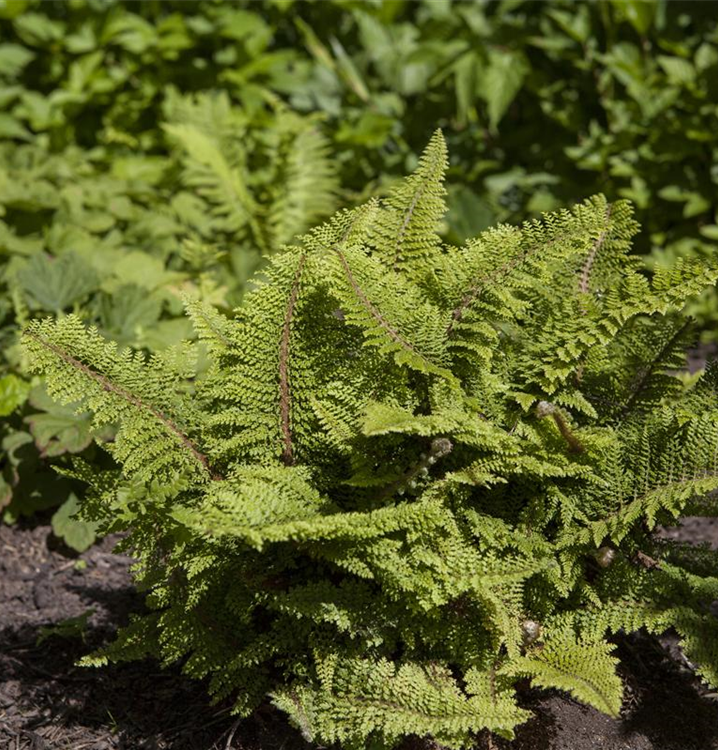 Polystichum setiferum 'Plumosum Densum'