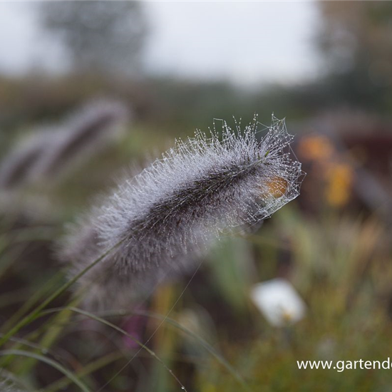 Garten-Federborstengras 'Cassian'