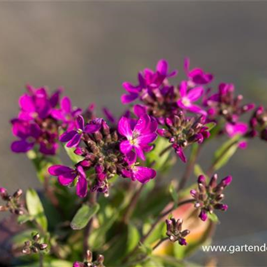 Garten-Gänsekresse 'Rose Delight'®