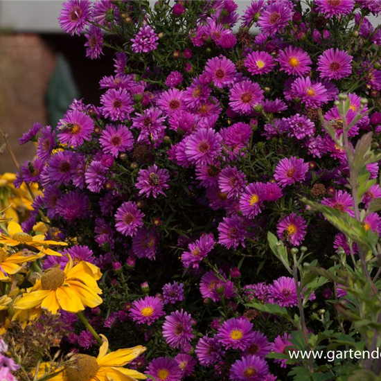 Garten-Glattblatt-Aster 'Karminkuppel'