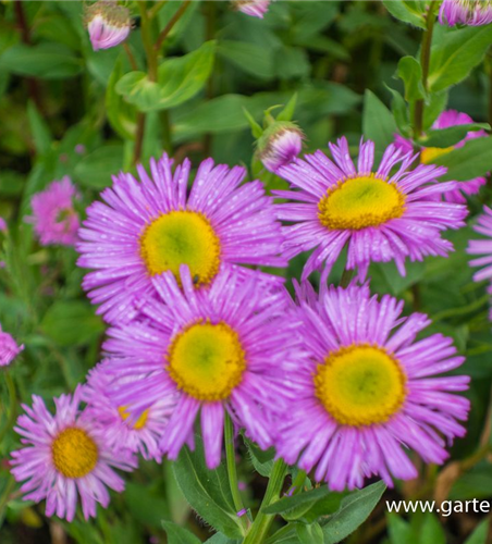 Garten-Feinstrahl 'Rosa Juwel'