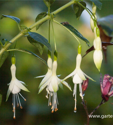 Garten-Fuchsie