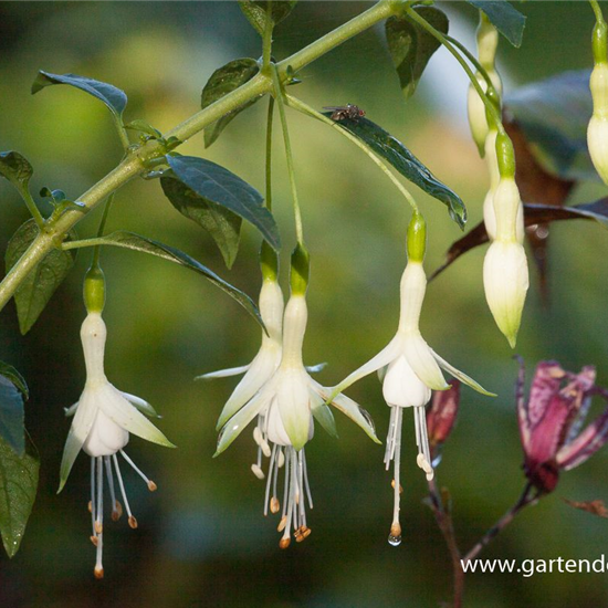 Garten-Fuchsie