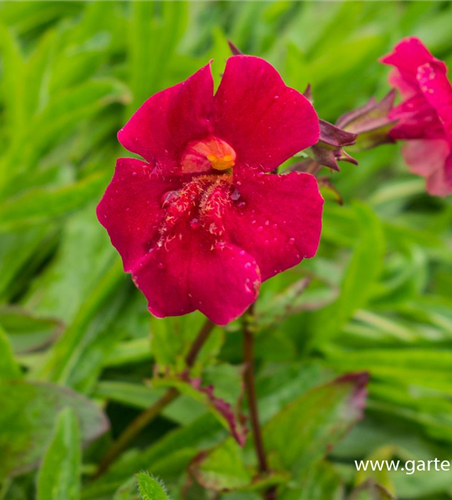 Garten-Gauklerblume 'Roter Kaiser'