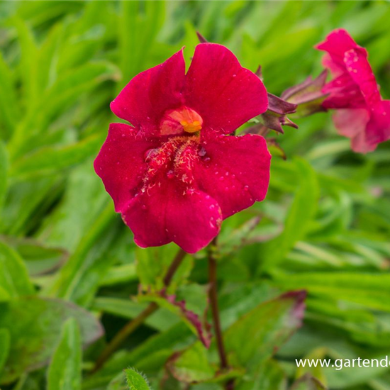 Garten-Gauklerblume 'Roter Kaiser'