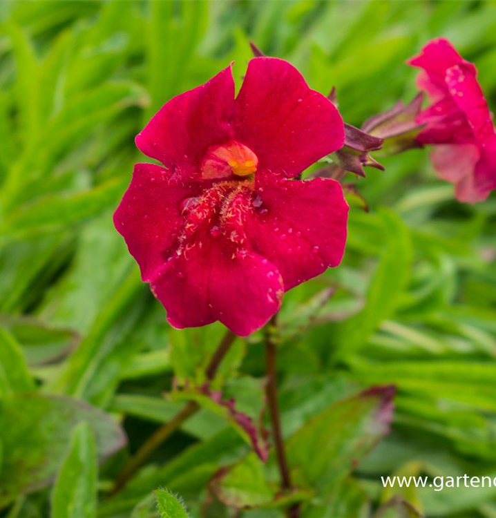 Mimulus cupreus 'Roter Kaiser'