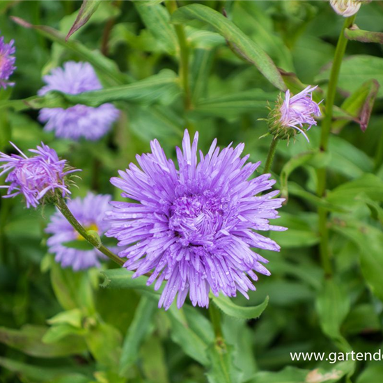 Garten-Feinstrahl 'Schöne Blaue'