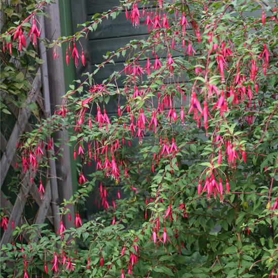 Garten-Fuchsie