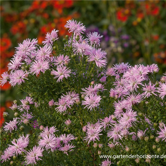 Garten-Glattblatt-Aster 'Rosenquarz'