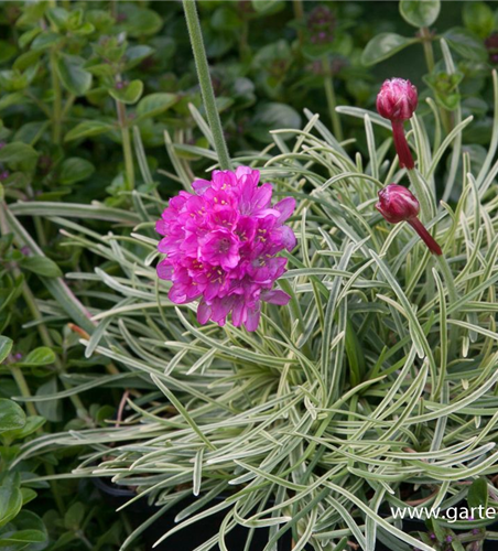 Garten-Grasnelke 'Nifty Thrifty' Garten-Grasnelke 'Nifty Thrifty'